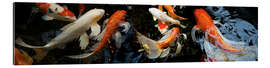 Gallery print Koi fish in the pond