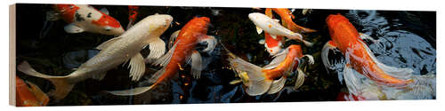 Wood print Koi fish in the pond