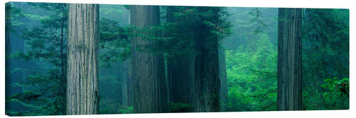 Canvas-taulu Redwood National Park, USA