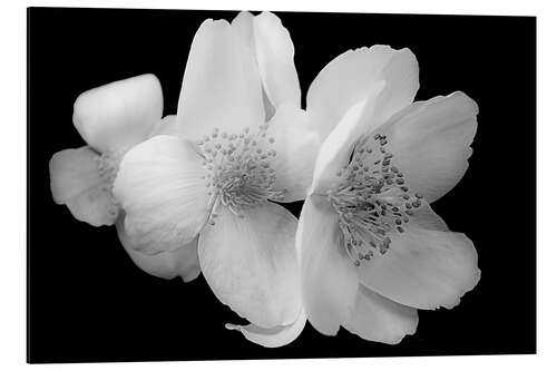 Aluminium print Hellebore