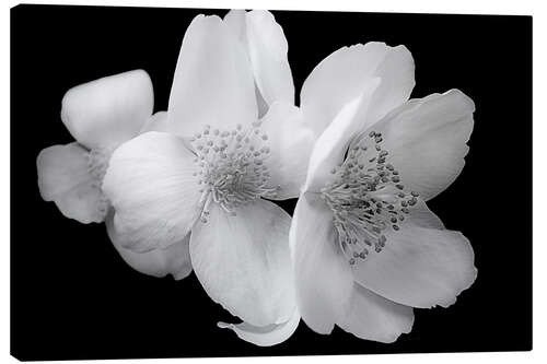 Canvas print Hellebore