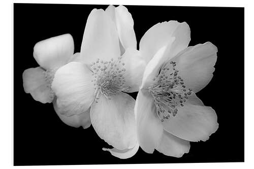 Foam board print Hellebore