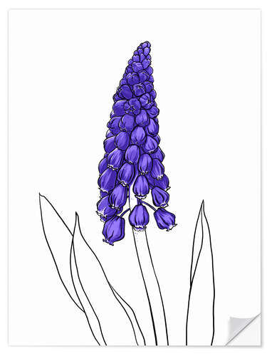 Selvklebende plakat Muscari