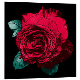 Aluminium print Red rose on black