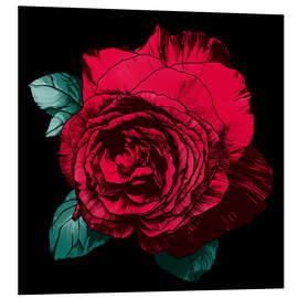 Foam board print Red rose on black