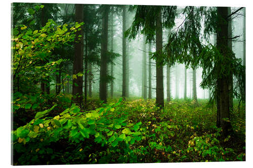 Akryylilasitaulu Green atmosphere in the cloud forest