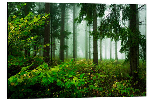 Tableau en aluminium Verdure dans une forêt embrumée