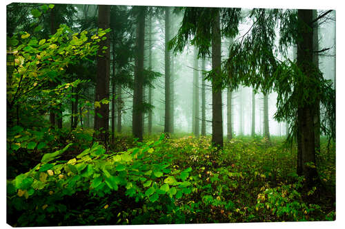 Leinwandbild Grüne Atmosphäre im Nebelwald