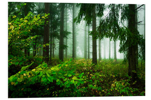 Foam board print Green atmosphere in the cloud forest