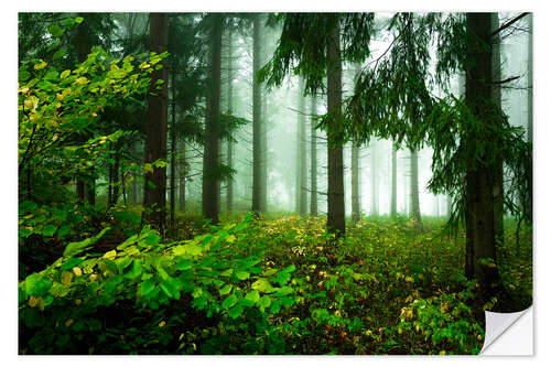 Naklejka na ścianę Green atmosphere in the cloud forest