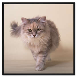 Gerahmter Kunstdruck Sibirische Katze