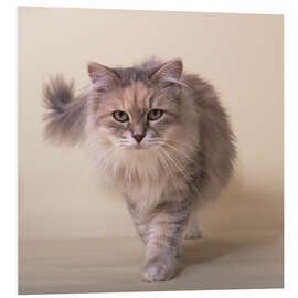 Foam board print Siberian cat