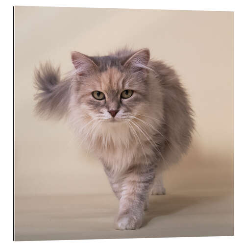 Gallery print Siberian cat