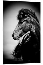 Aluminium print Iceland horse