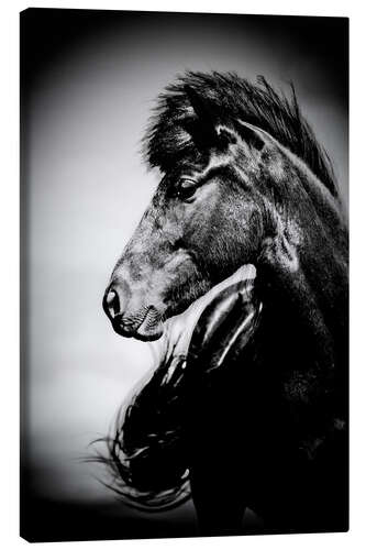 Canvas print Iceland horse