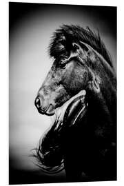 Foam board print Iceland horse