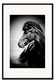 Gerahmter Kunstdruck Islandpferd