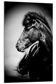 Gallery print Iceland horse