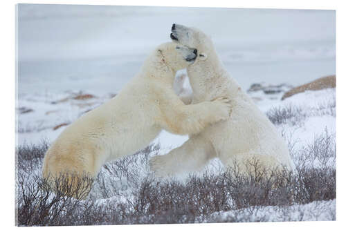 Acrylic print Polar bears in the snow