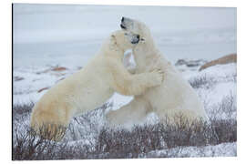 Aluminiumtavla Polar bears in the snow