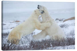 Canvas print Polar bears in the snow