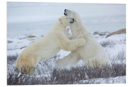 PVC print Polar bears in the snow