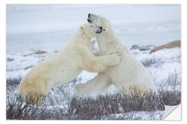 Selvklebende plakat Polar bears in the snow