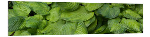 Foam board print Raindrops on green leaves