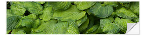 Selvklebende plakat Raindrops on green leaves