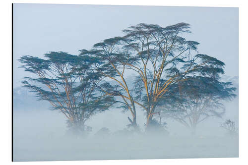 Aluminium print Acacia trees covered by fog