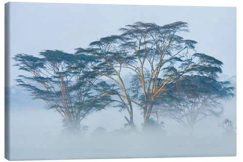 Canvas print Acacia trees covered by fog