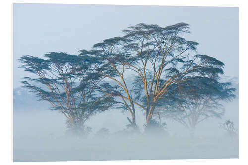 Foam board print Acacia trees covered by fog