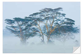 Wall sticker Acacia trees covered by fog