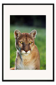 Gerahmter Kunstdruck Berglöwe