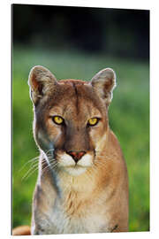 Gallery print Mountain Lion