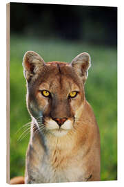 Quadro de madeira Mountain Lion