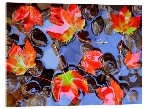 Acrylic print Maple leaves in the water