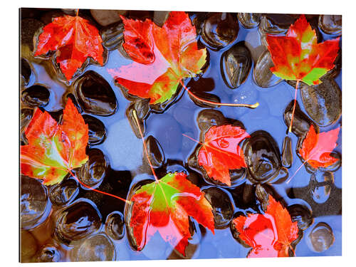 Gallery print Maple leaves in the water