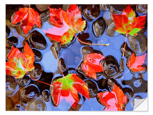 Selvklebende plakat Maple leaves in the water