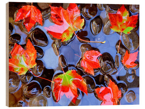 Puutaulu Maple leaves in the water