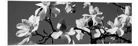 Foam board print Asian magnolia blossoms