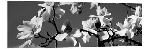 Gallery print Asian magnolia blossoms