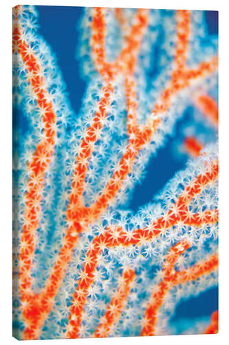 Canvastavla Sea fans