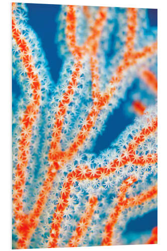 PVC print Sea fans