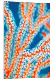 Galleriprint Sea fans