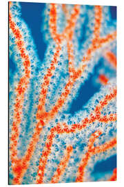 Magnettafel Seefächer