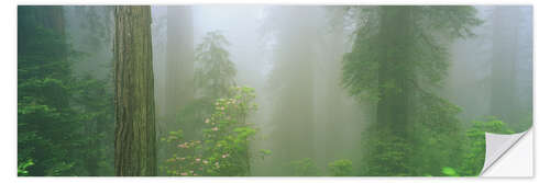 Selvklebende plakat Fog in Lady Bird Johnson Grove, California