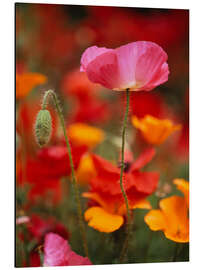 Aluminium print Poppies