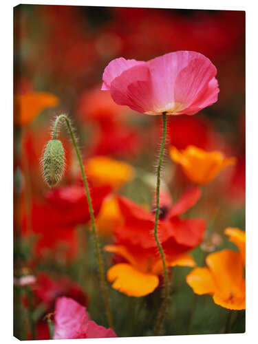 Canvas-taulu Poppies