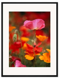 Gerahmter Kunstdruck Mohnblumen